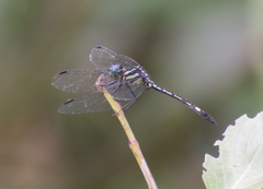 Hylaeothemis apicalis