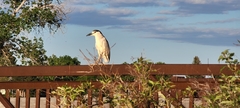 Nycticorax nycticorax