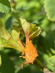 Phragmidium rosae-multiflorae