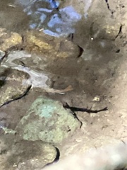 Oncorhynchus kisutch