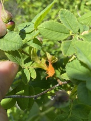 Phragmidium rosae-multiflorae