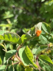 Phragmidium rosae-multiflorae