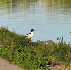 Mergus merganser