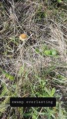 Coronidium gunnianum