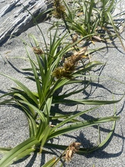 Carex macrocephala