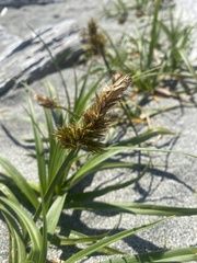 Carex macrocephala