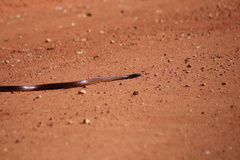 Pseudonaja aspidorhyncha