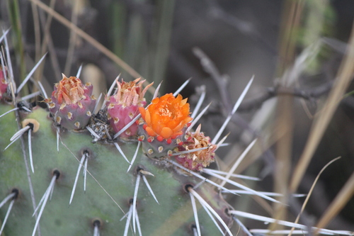 Image of Opuntia stenopetala by (c) José Belem Hernández Díaz, some rights reserved (CC BY)