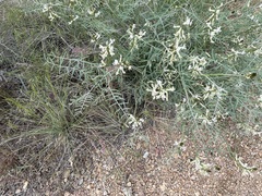 Astragalus sclerocarpus