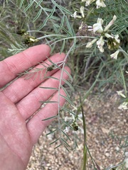 Astragalus sclerocarpus