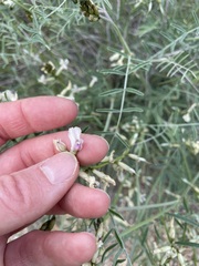 Astragalus sclerocarpus