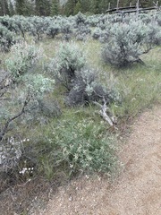 Astragalus sclerocarpus