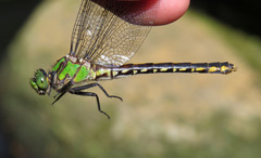 Ophiogomphus mainensis