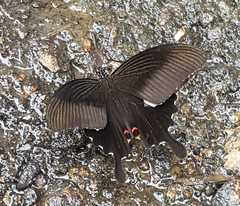 Papilio helenus