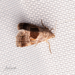 Tripudia rectangula