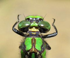 Ophiogomphus mainensis