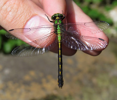 Ophiogomphus mainensis