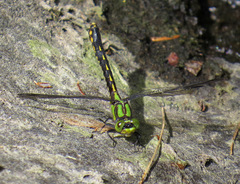 Ophiogomphus mainensis