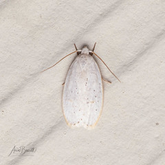 Durrantia piperatella