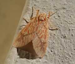 Barsine striata