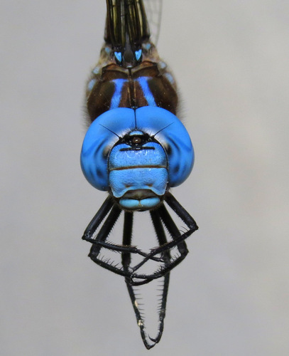 Spatterdock Darner photographed in Massachusetts