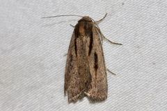 Thoracolopha acontoura