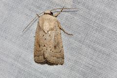 Proteuxoa leptochroa