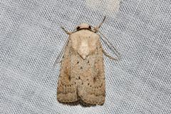 Proteuxoa leptochroa