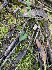 Cyrtostylis robusta