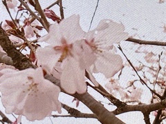 Prunus × yedoensis