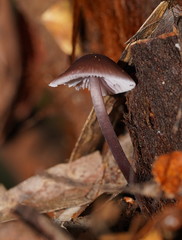 Mycena vinacea