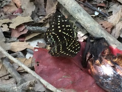Lexias dirtea merguia