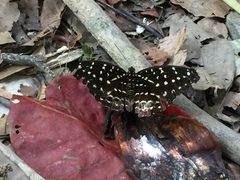 Lexias dirtea merguia