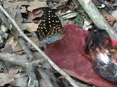 Lexias dirtea merguia