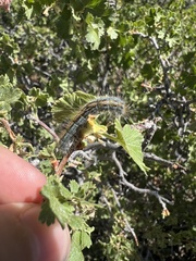 Malacosoma