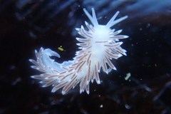 Cuthona divae