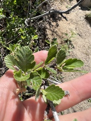Cercocarpus montanus