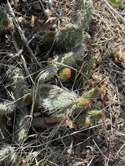 Opuntia