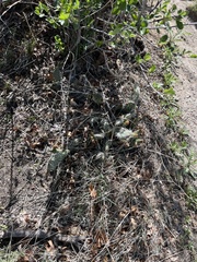 Opuntia