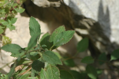 Trachelium caeruleum