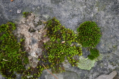 Orthotrichum strangulatum