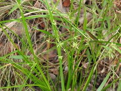 Cyperus trinervis