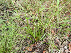 Cyperus trinervis