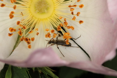 Grammoptera ruficornis