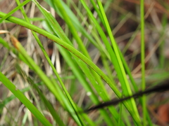Cyperus trinervis
