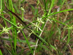 Cyperus trinervis