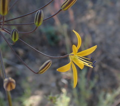 Bloomeria crocea