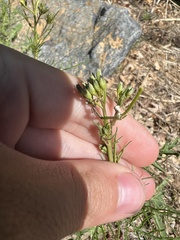 Brassicaceae