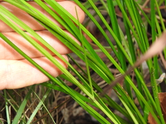 Cyperus trinervis