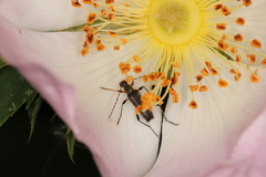 Grammoptera ruficornis